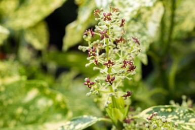 Aucuba japonica 'Crotonifolia' busk 80-100 cm