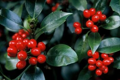 Aucuba japonica 'Rozannie' busk 80-100 cm