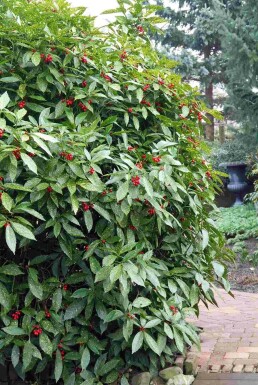 Aucuba japonica 'Variegata' busk 25-35 cm