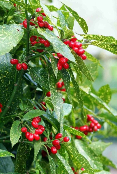 Aucuba japonica 'Variegata' busk 50-60 cm