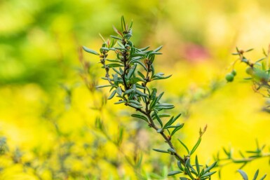 Berberis stenophylla busk 60-80 cm