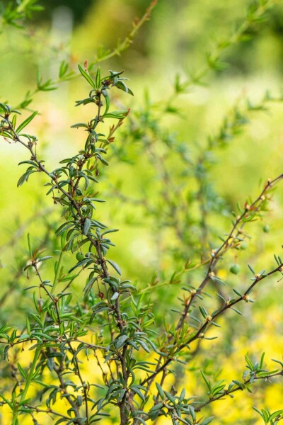 Berberis stenophylla busk 100-125 cm