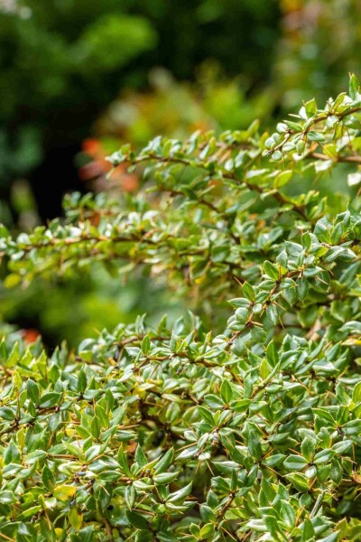 Berberis thunbergii 'Bagatelle' busk 20-25 cm
