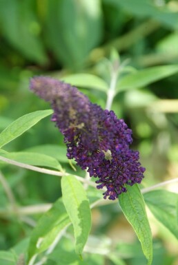 Buddleja davidii 'Black Knight' busk 40-60 cm