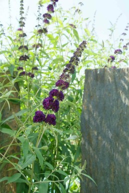 Buddleja davidii 'Black Knight' busk 40-60 cm