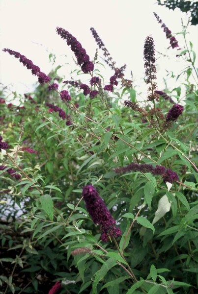 Buddleja davidii 'Black Knight' busk 100-125 cm