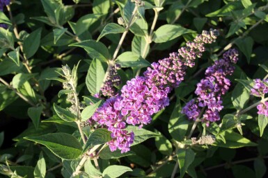 Buddleja davidii 'Blue Chip' busk 40-60 cm