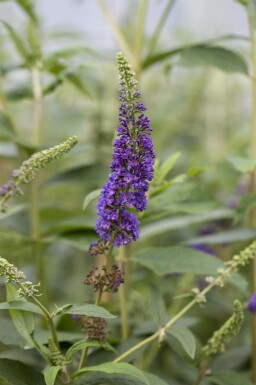 Buddleja davidii 'Empire Blue' busk 45-50 cm