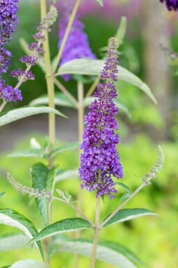 Buddleja davidii 'Empire Blue' busk 60-80 cm