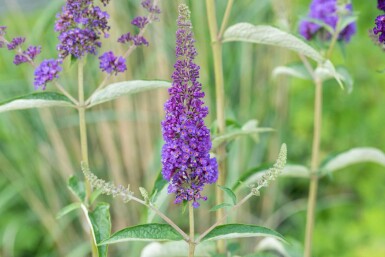 Buddleja davidii 'Empire Blue' busk 60-80 cm