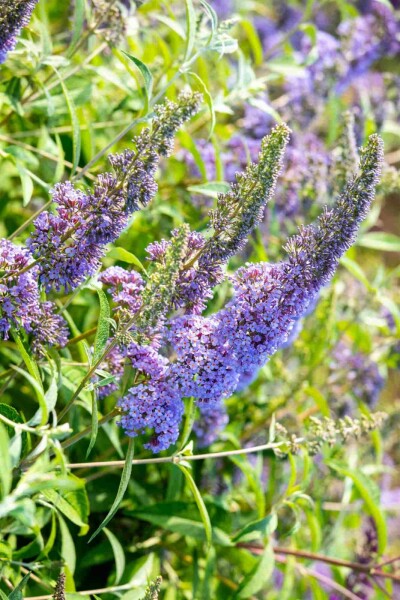Buddleja davidii 'Empire Blue' busk 100-125 cm