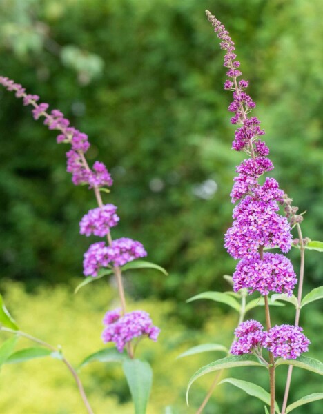 Buddleja davidii 'Ile de France' busk 40-60 cm