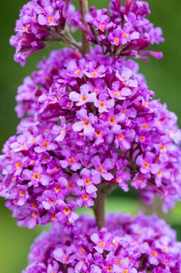 Buddleja davidii 'Ile de France' busk 40-60 cm