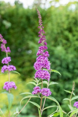 Buddleja davidii 'Ile de France' busk 100-125 cm