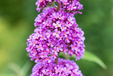 Buddleja davidii 'Ile de France' busk 100-125 cm