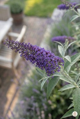 Buddleja davidii 'Nanho Blue' busk 80-100 cm