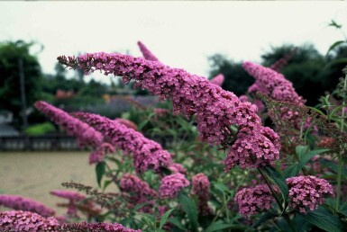 Buddleja davidii 'Pink Delight' busk 40-60 cm