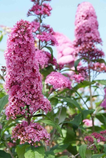 Buddleja davidii 'Pink Delight' busk 60-80 cm