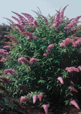Buddleja davidii 'Pink Delight' busk 80-100 cm