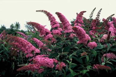 Buddleja davidii 'Pink Delight' busk 80-100 cm