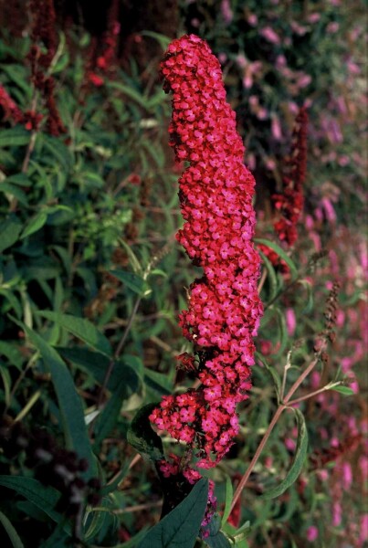 Buddleja davidii 'Royal Red' busk 40-60 cm