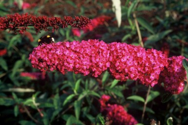 Buddleja davidii 'Royal Red' busk 40-60 cm