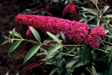 Buddleja davidii 'Royal Red' busk 40-60 cm