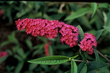 Buddleja davidii 'Royal Red' busk 40-60 cm