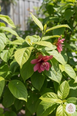 Calycanthus floridus busk 150-175 cm