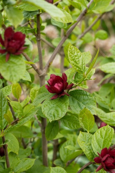 Calycanthus 'Hartlage Wine' busk 80-100 cm