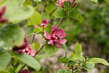 Calycanthus 'Hartlage Wine' busk 80-100 cm