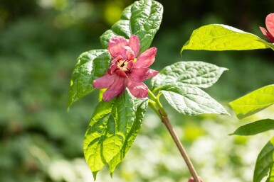 Calycanthus 'Hartlage Wine' busk 80-100 cm