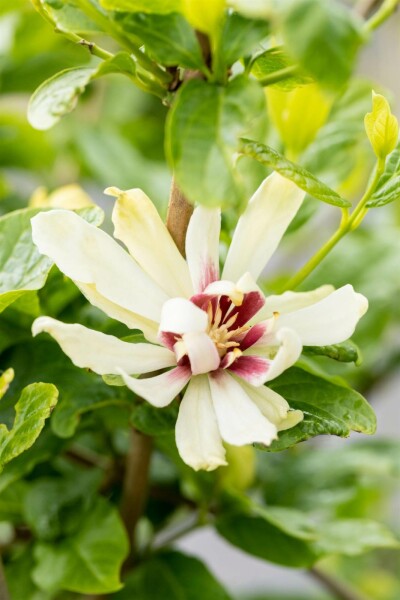 Calycanthus 'Venus' busk 40-60 cm