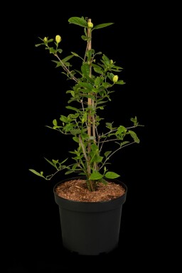 Calycanthus 'Venus' busk 40-60 cm