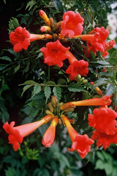 Campsis tagliabueana 'Madame Galen' busk 80-100 cm