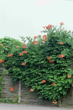 Campsis tagliabueana 'Madame Galen' busk 80-100 cm