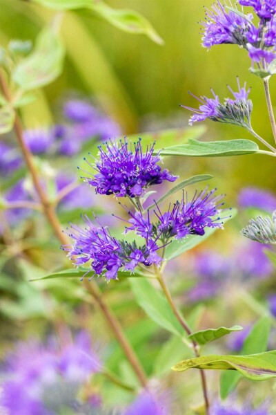 Caryopteris clandonensis 'Heavenly Blue' busk 30-40 cm