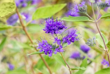 Caryopteris clandonensis 'Heavenly Blue' busk 30-40 cm