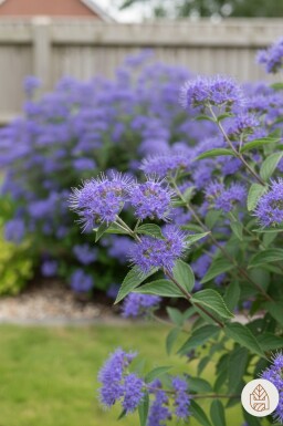 Caryopteris clandonensis 'Heavenly Blue' busk 40-60 cm