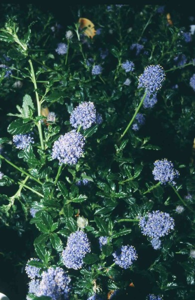 Ceanothus 'Blue Mound' busk 30-40 cm