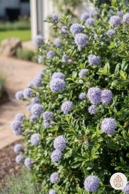 Ceanothus 'Blue Mound' busk 30-40 cm
