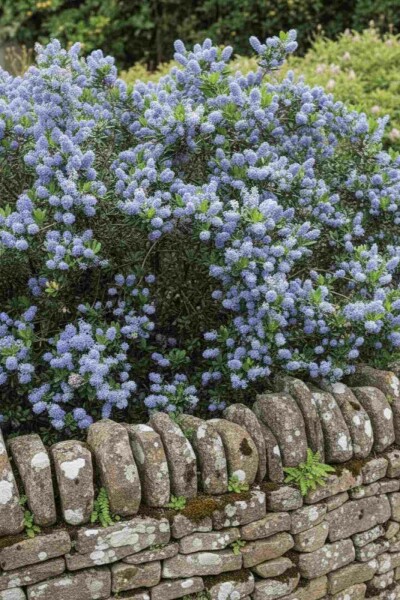 Ceanothus burkwoodii busk 60-80 cm