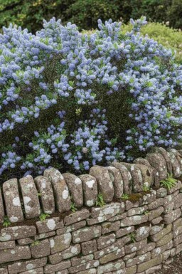 Ceanothus burkwoodii busk 60-80 cm