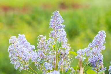Ceanothus 'Gloire de Versailles' busk 60-80 cm