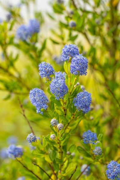 Ceanothus impressus 'Victoria' busk 25-30 cm