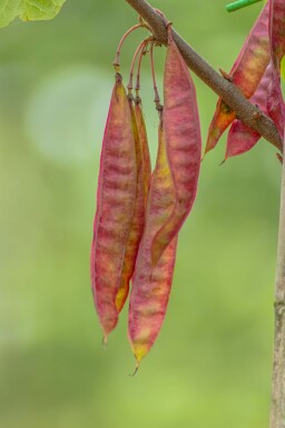 Cercis canadensis busk 80-100 cm