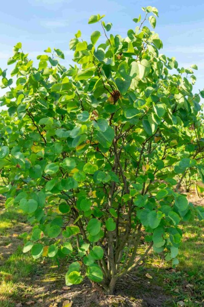 Cercis canadensis busk 100-125 cm