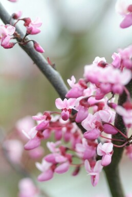 Cercis canadensis 'Forest Pansy' busk 80-100 cm