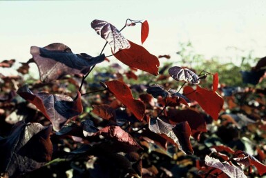 Cercis canadensis 'Forest Pansy' busk 80-100 cm