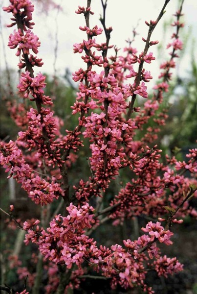 Cercis chinensis 'Avondale' busk